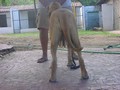 In Memorian - Fila Brasileiro Dourado - Canil Singular - Mont